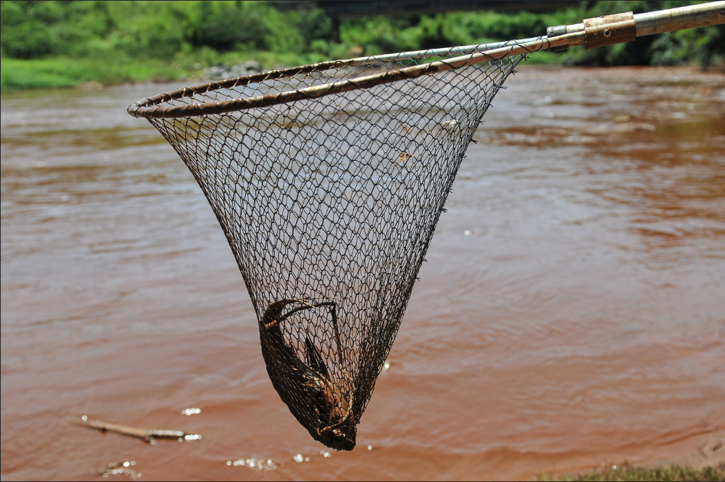 Rede pegando peixe do rio de lama