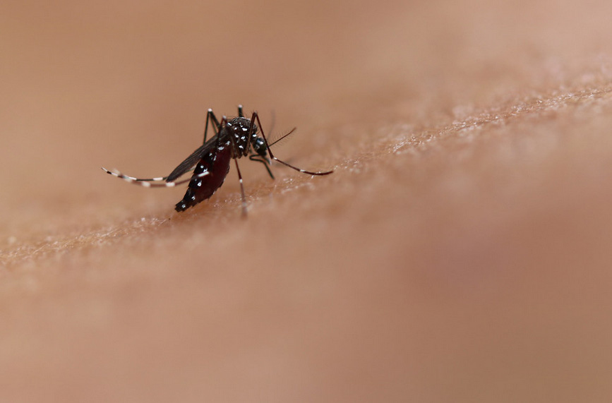 Mosquito da dengue