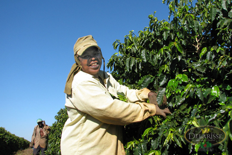 Mulher fazendo colheita de café.